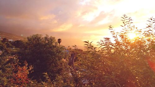 Plants against sky during sunset