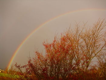 Low angle view of rainbow over trees against sky