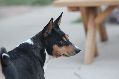 Close-up of dog looking away