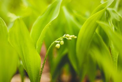 Close-up of fresh green plant