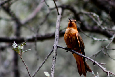 Close-up of bird perching on branch