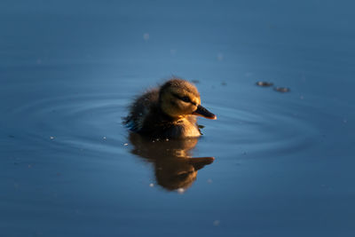 Close-up of duckling swimming in lake during sunset