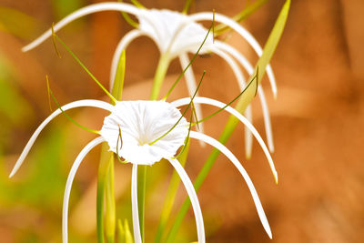 Close-up of white flowering plant