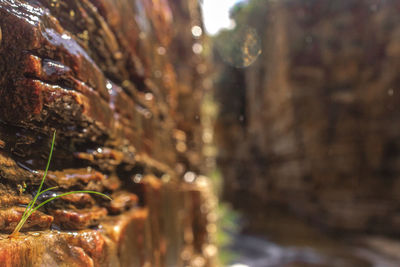 Close-up of icicles on tree trunk in forest