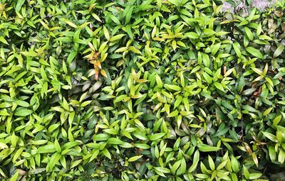 Full frame shot of plants growing on field