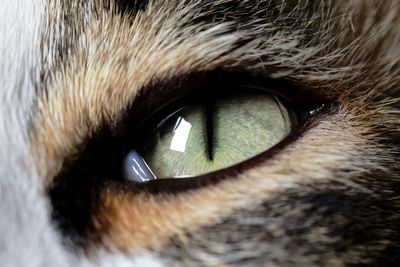 Close-up portrait of cat eye