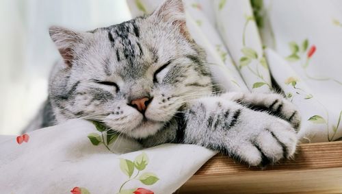 Cat resting on bed