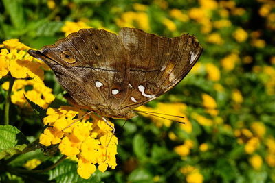 Close-up of butterfly on yellow flower