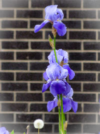 Close-up of purple flowering plant