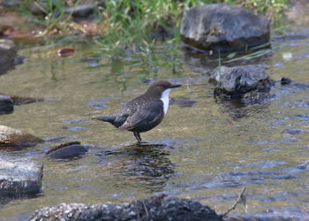 Bird perching on rock in lake