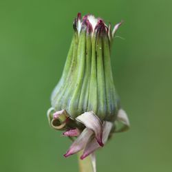 Close-up of pink flower on plant against white background