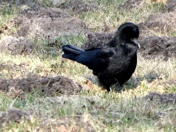 Black duck on field