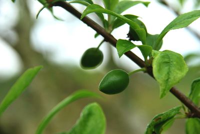 Close-up of fruits growing on tree