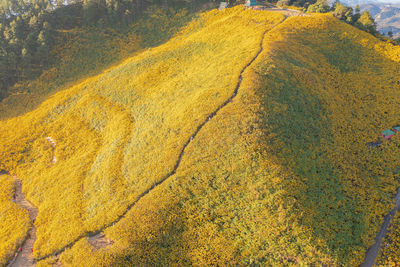 High angle view of yellow flowers on land