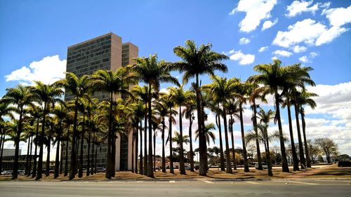 Palm trees against sky