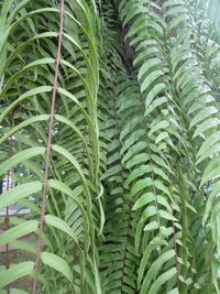 Close-up of fresh green leaves