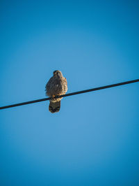 Low angle view of bird perching on cable against blue sky