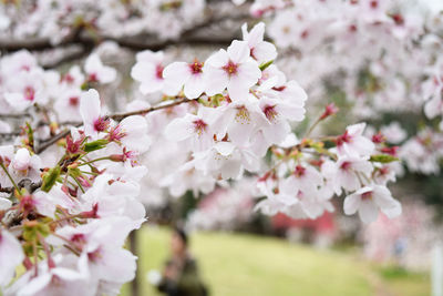 Close-up of cherry blossoms