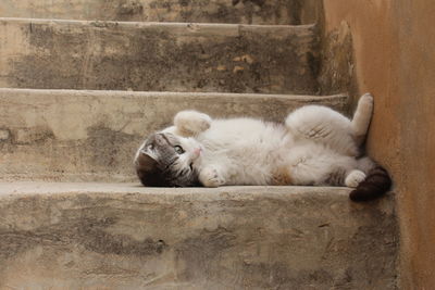 Close-up of cat lying on steps