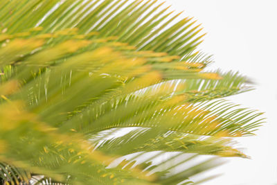 Close-up of palm tree leaves