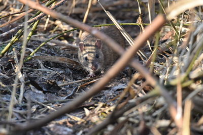 High angle portrait of mouse standing on field