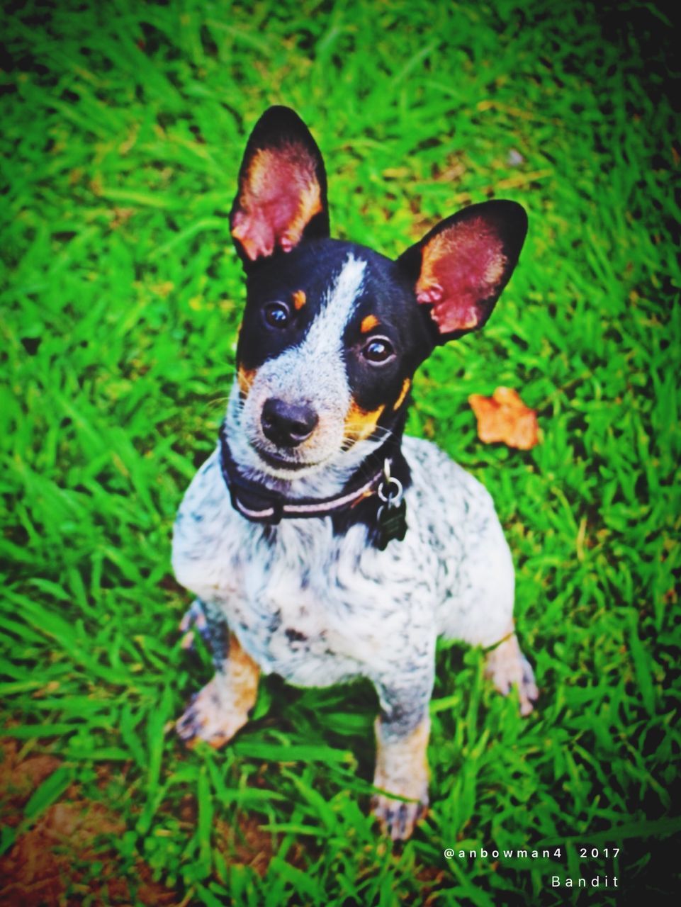 dog, domestic animals, pets, animal themes, green color, one animal, grass, mammal, no people, portrait, looking at camera, day, sitting, outdoors, growth, nature, close-up