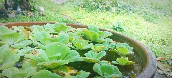 High angle view of fresh green plants