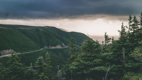 Scenic view of forest against sky