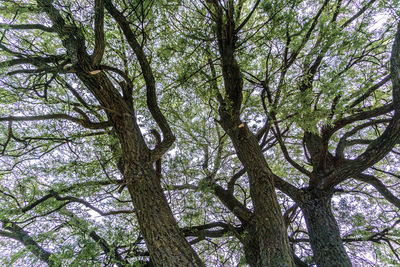 Low angle view of trees in forest against sky