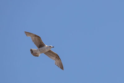 Low angle view of eagle flying against clear blue sky