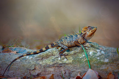 Close-up of lizard on rock