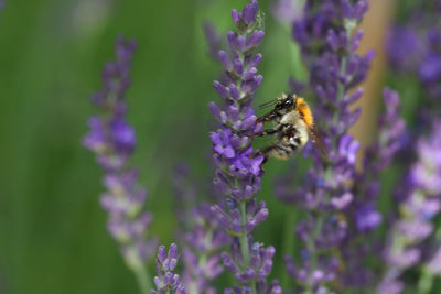 Honey bee pollinating on purple flower