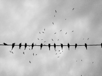 Low angle view of birds against sky