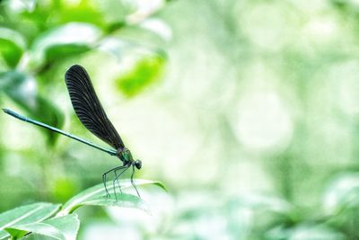 Close-up of insect perching on leaf