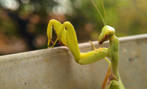 Close-up of yellow insect on plant