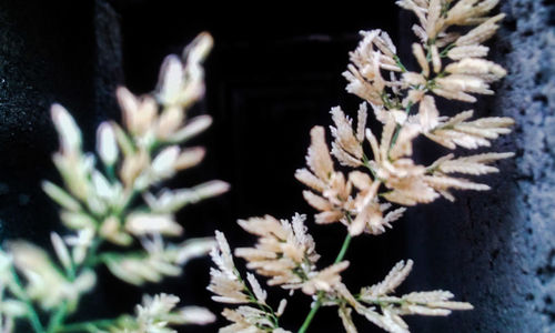 Close-up of flowers