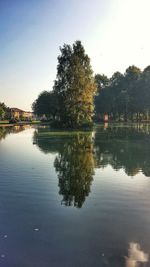 Reflection of trees in water