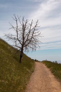 Bare tree by road against sky