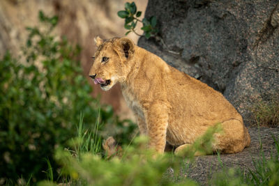 Lion cub sits on rock licking lips