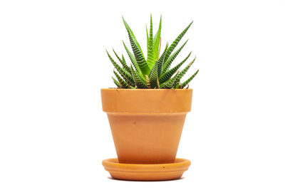 Close-up of potted plant against white background