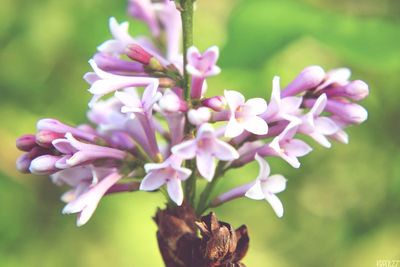 Close-up of pink flowers