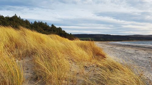 Scenic view of beach against sky