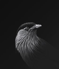 Close-up of a bird against black background