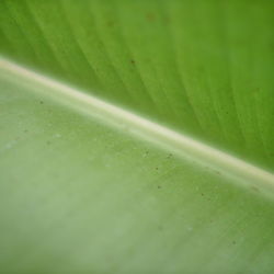 Full frame shot of wet leaves