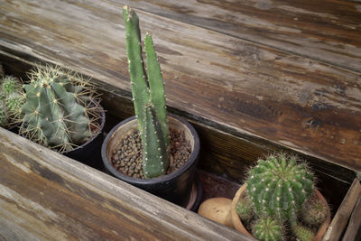 High angle view of succulent plant on table