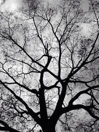 Low angle view of silhouette bare tree against sky