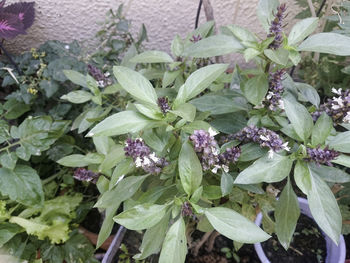 Close-up of plants