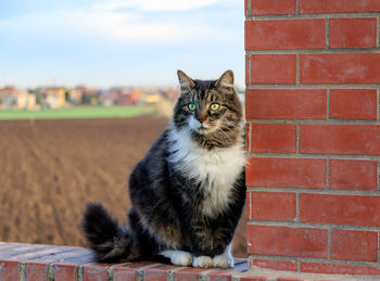 Cat sitting on brick wall by agricultural field against sky