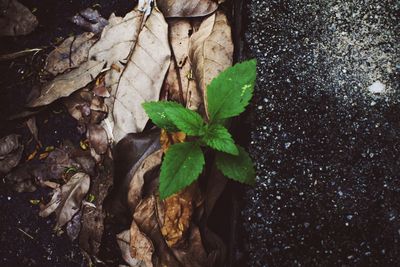 Leaves on leaf