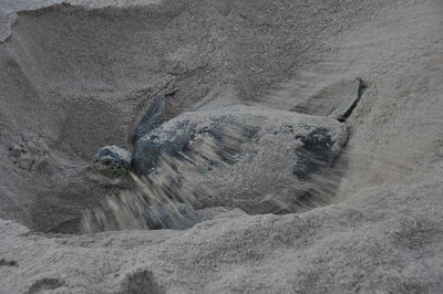 High angle view of crab on beach